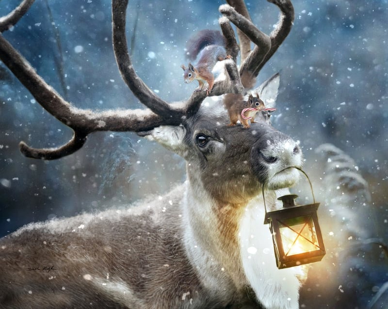 Wildlife Illustrations